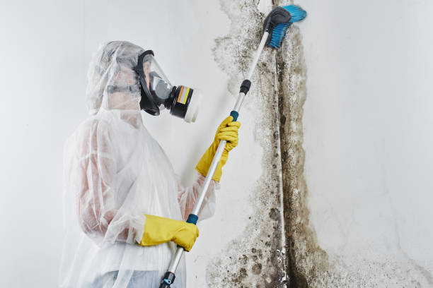 Best Emergency Mold Removal  in Geneva, FL