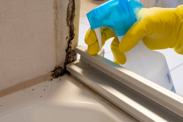 Professional Mold Removal in Geneva, FL