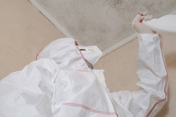 Attic Mold Removal in Geneva, FL