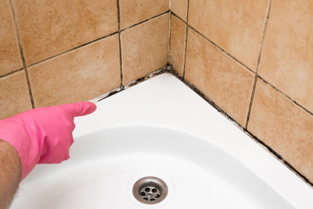 Best Toxic Mold Removal  in Geneva, FL