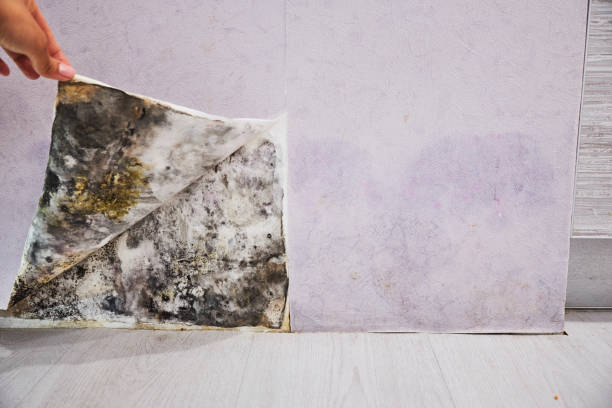 Certified Mold Removal in Geneva, FL